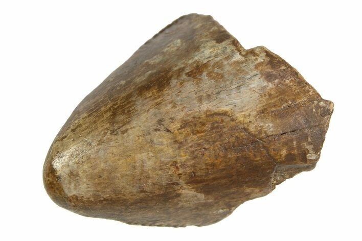 Serrated, Fossil Tyrannosaur (T Rex) Tooth Tip - Montana #350735